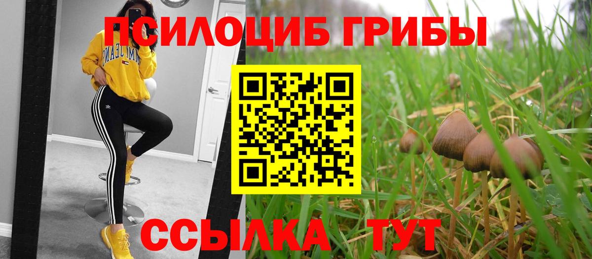 Псилоцибиновые грибы GOLDEN TEACHER  Галлюциногенные грибы MAGIC MUSHROOMS  где можно купить наркотик  Вход с VPN  Северск 